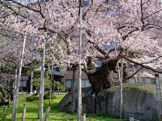 石割桜