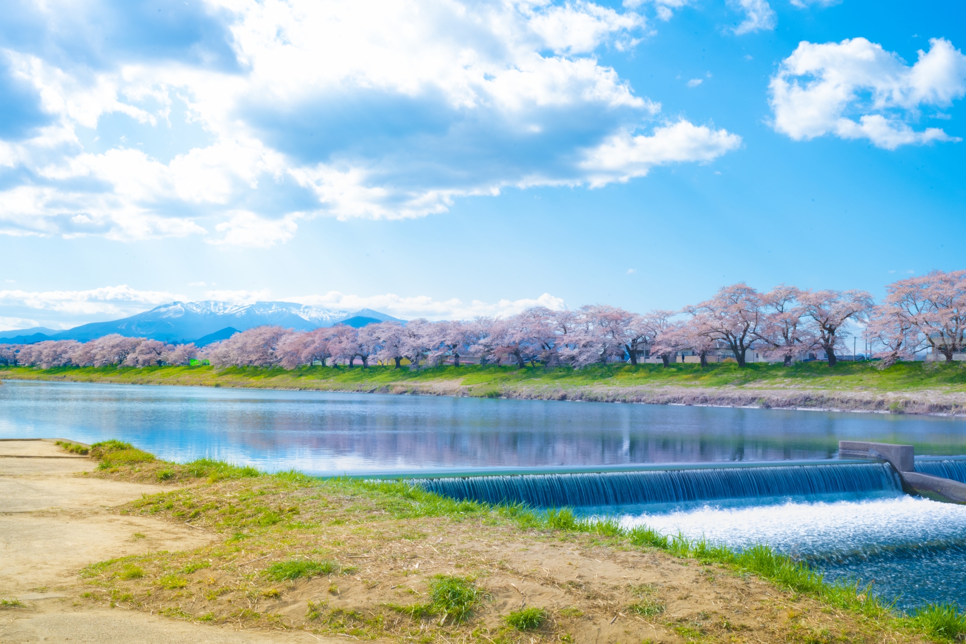 白石川堤一目千本桜