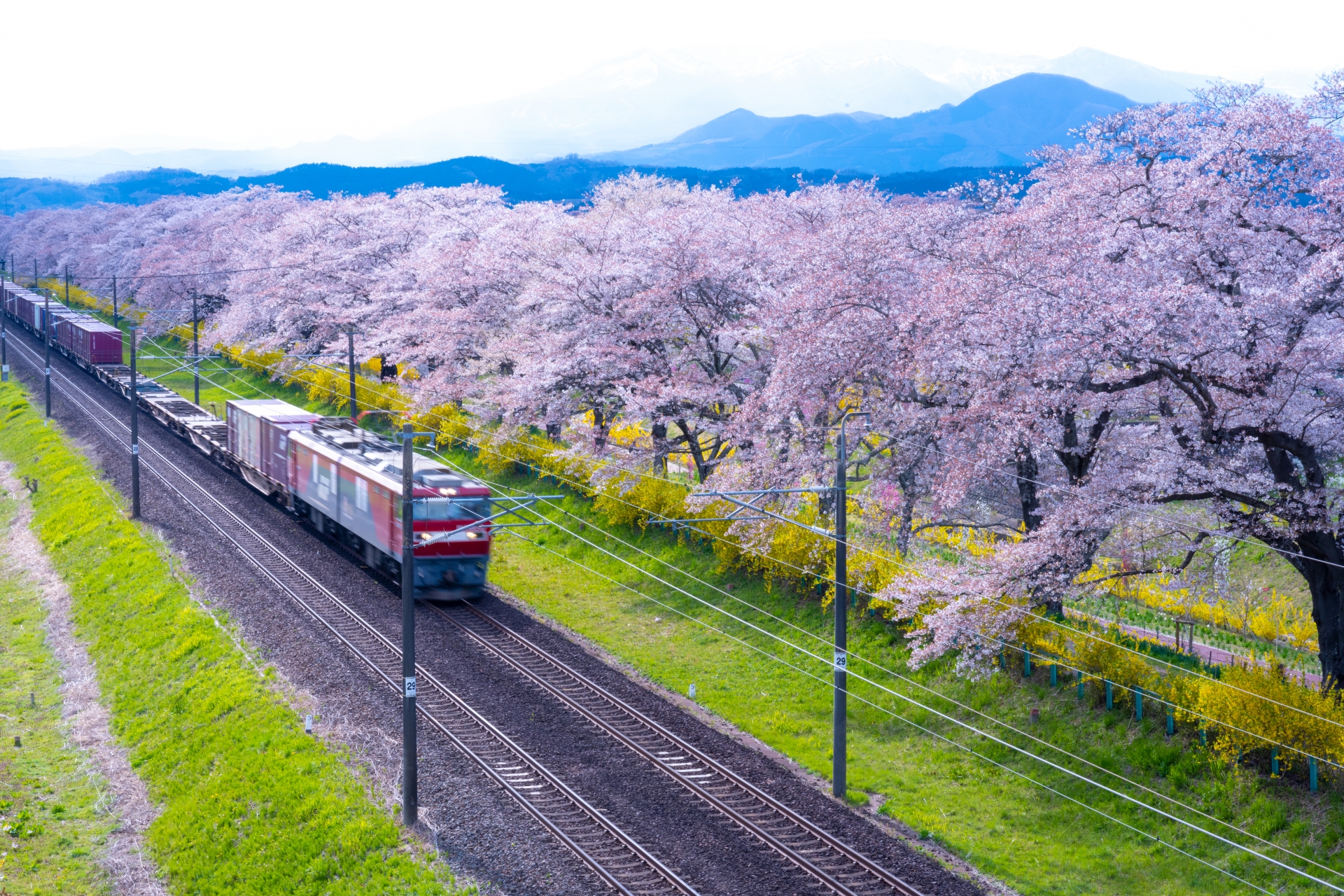 白石川堤一目千本桜