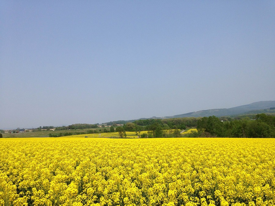 たきかわ菜の花