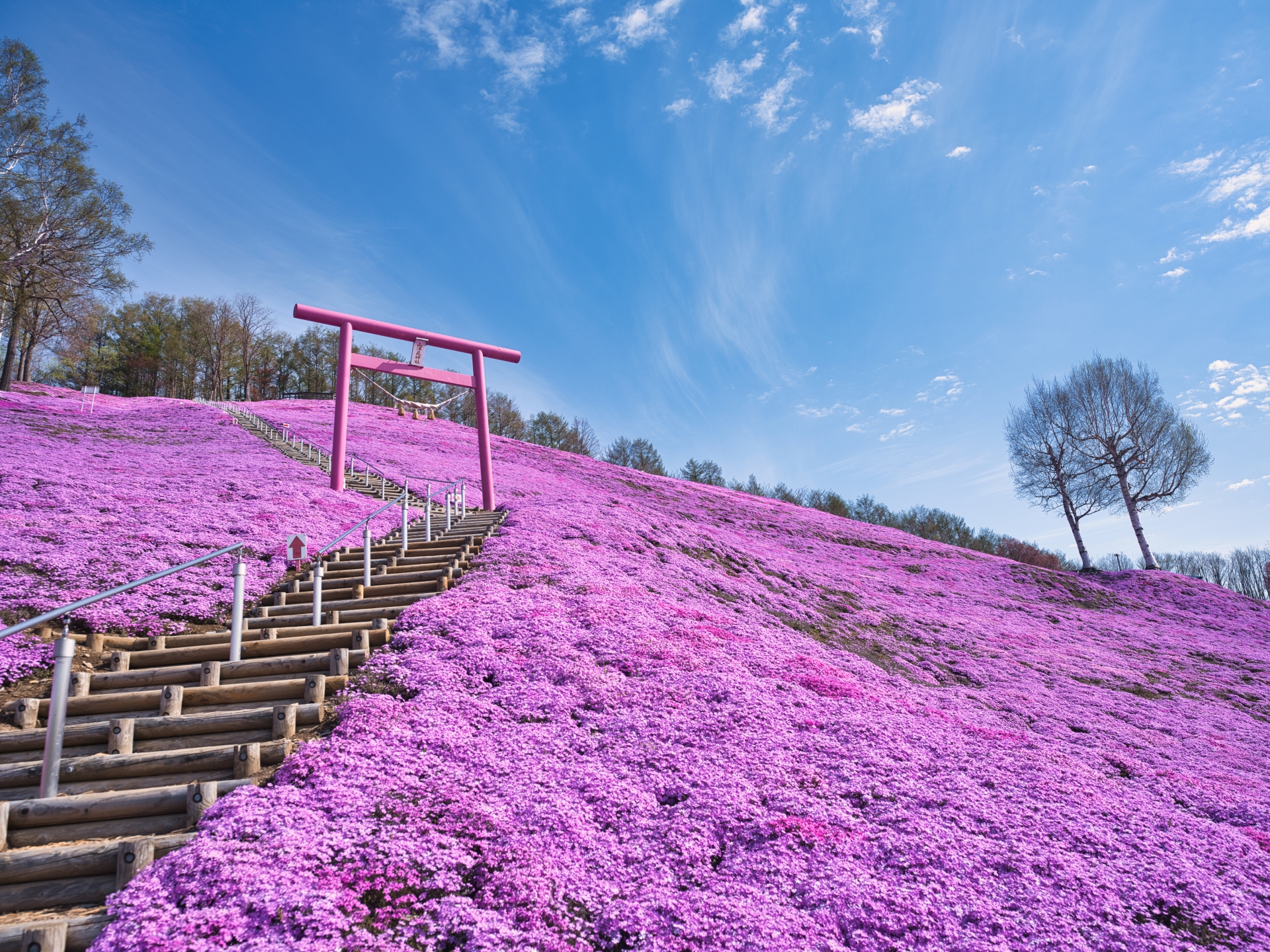 ひがしもこと芝桜公園