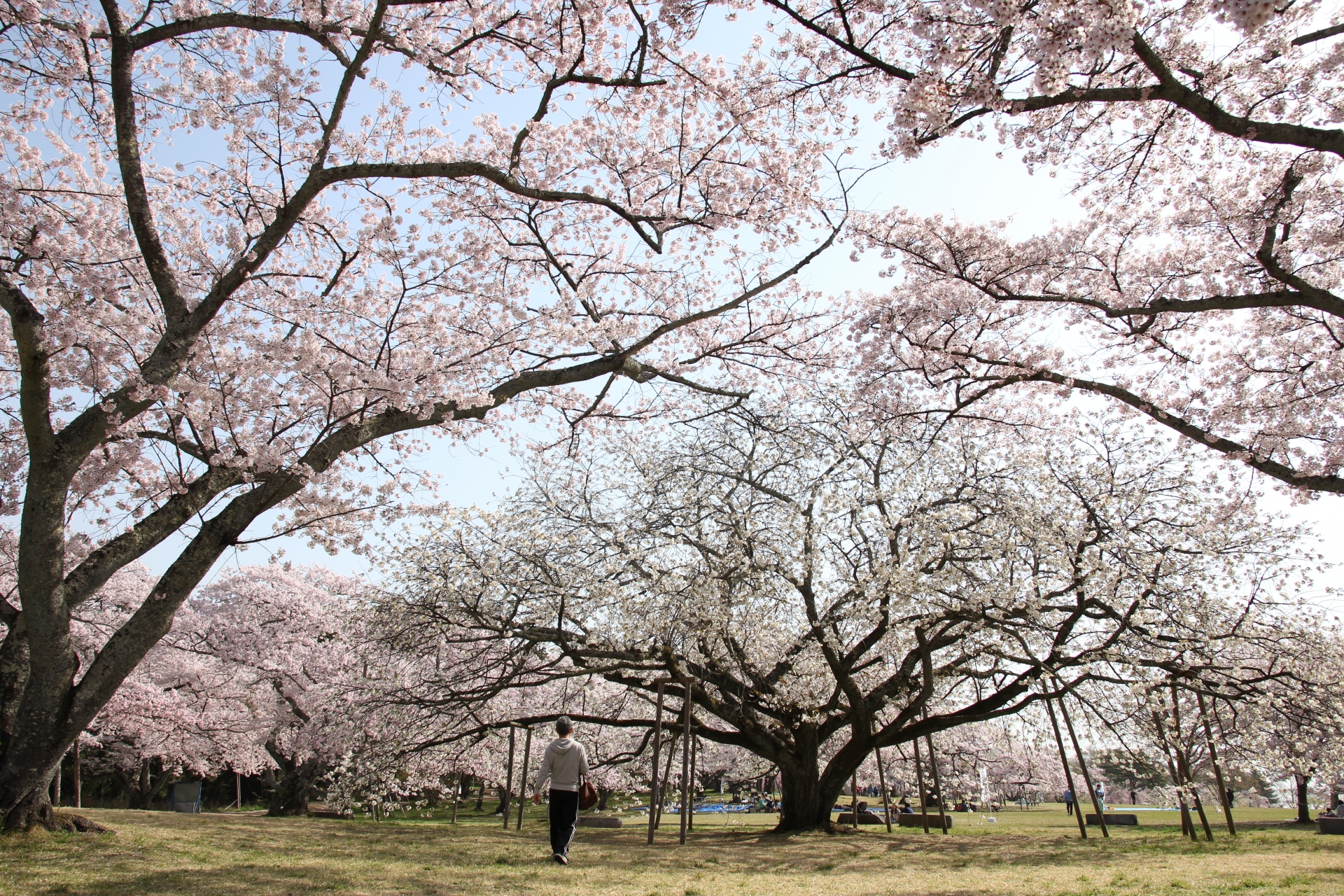 三神峯公園