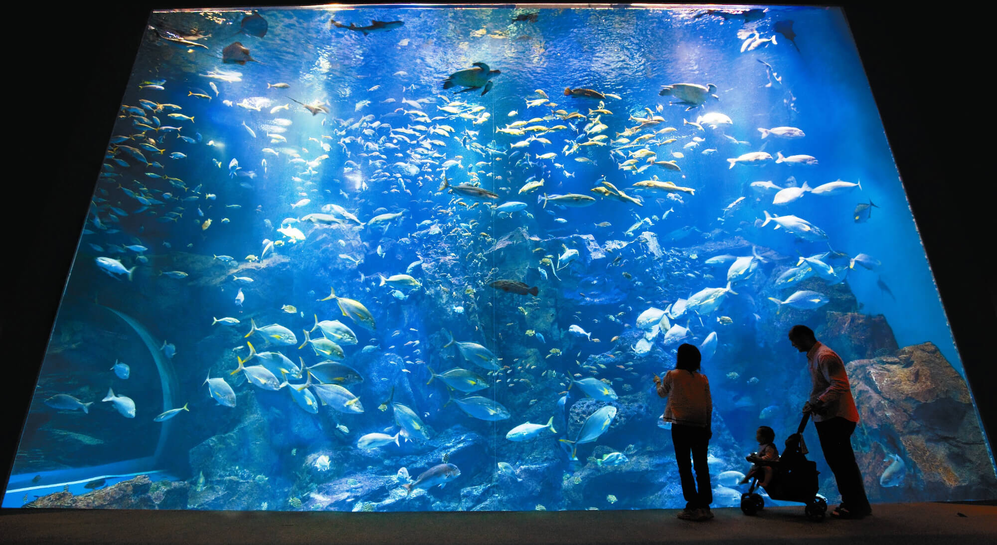 男鹿水族館GAO