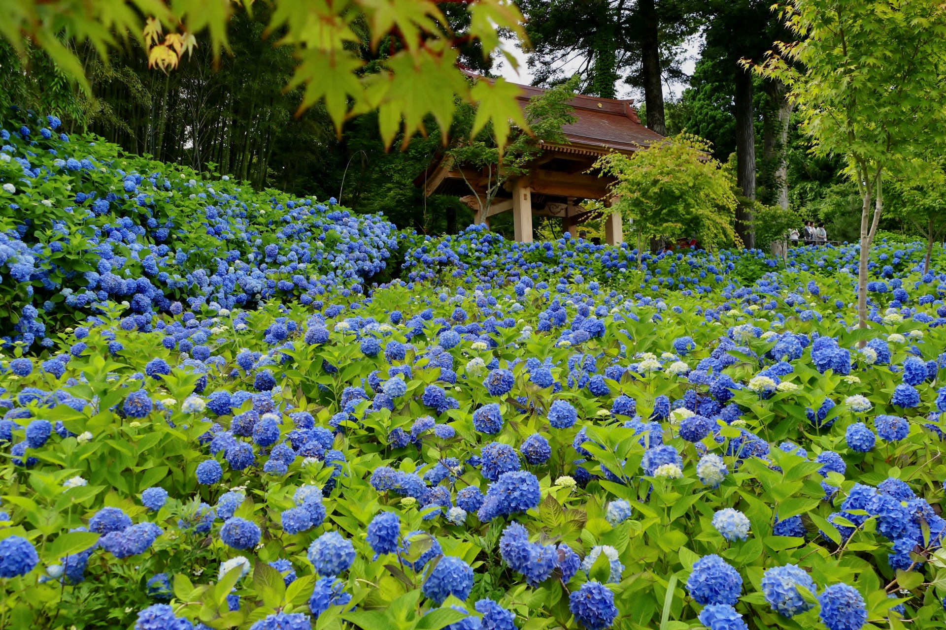 雲昌寺