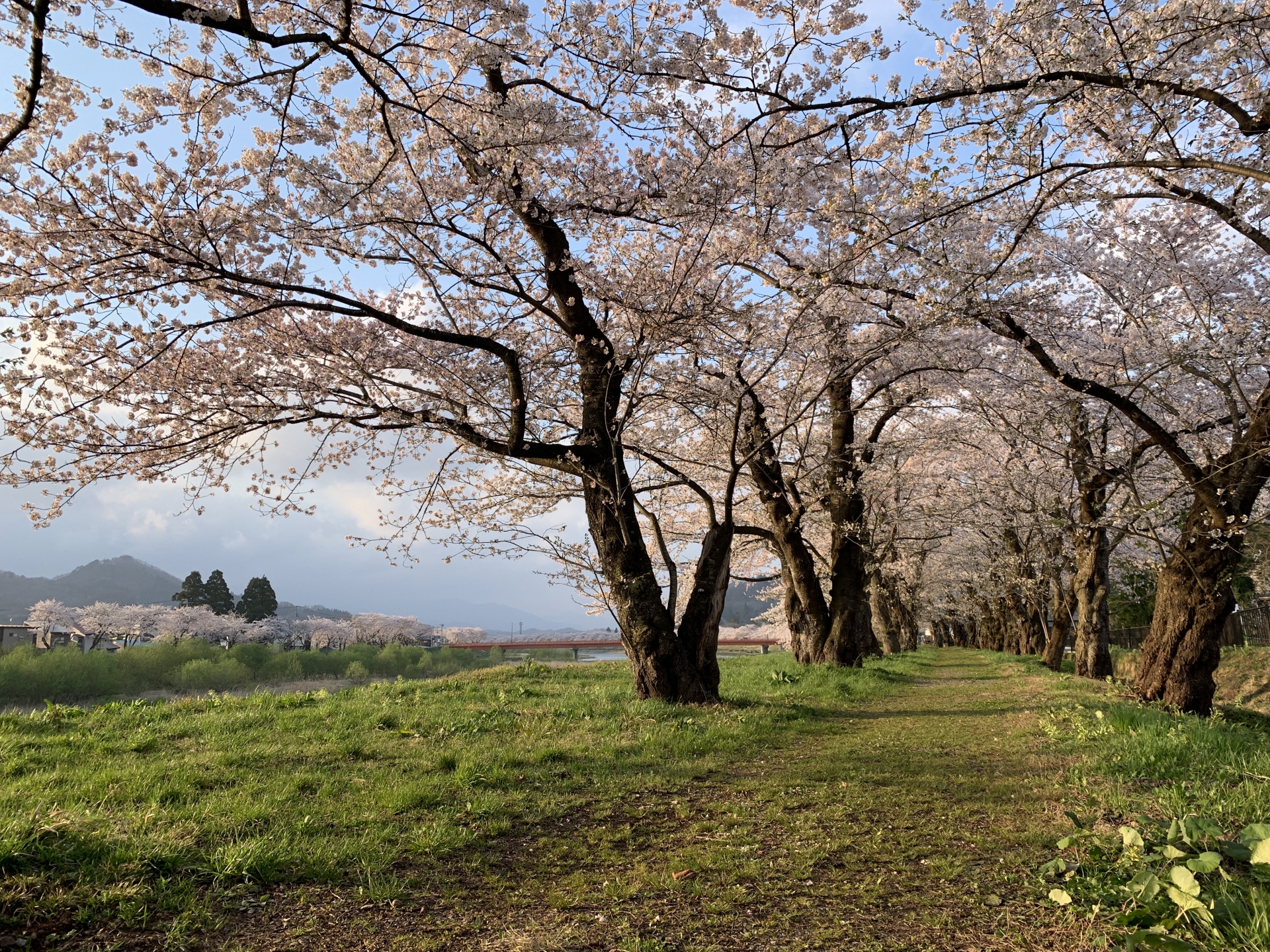 桧木内川堤