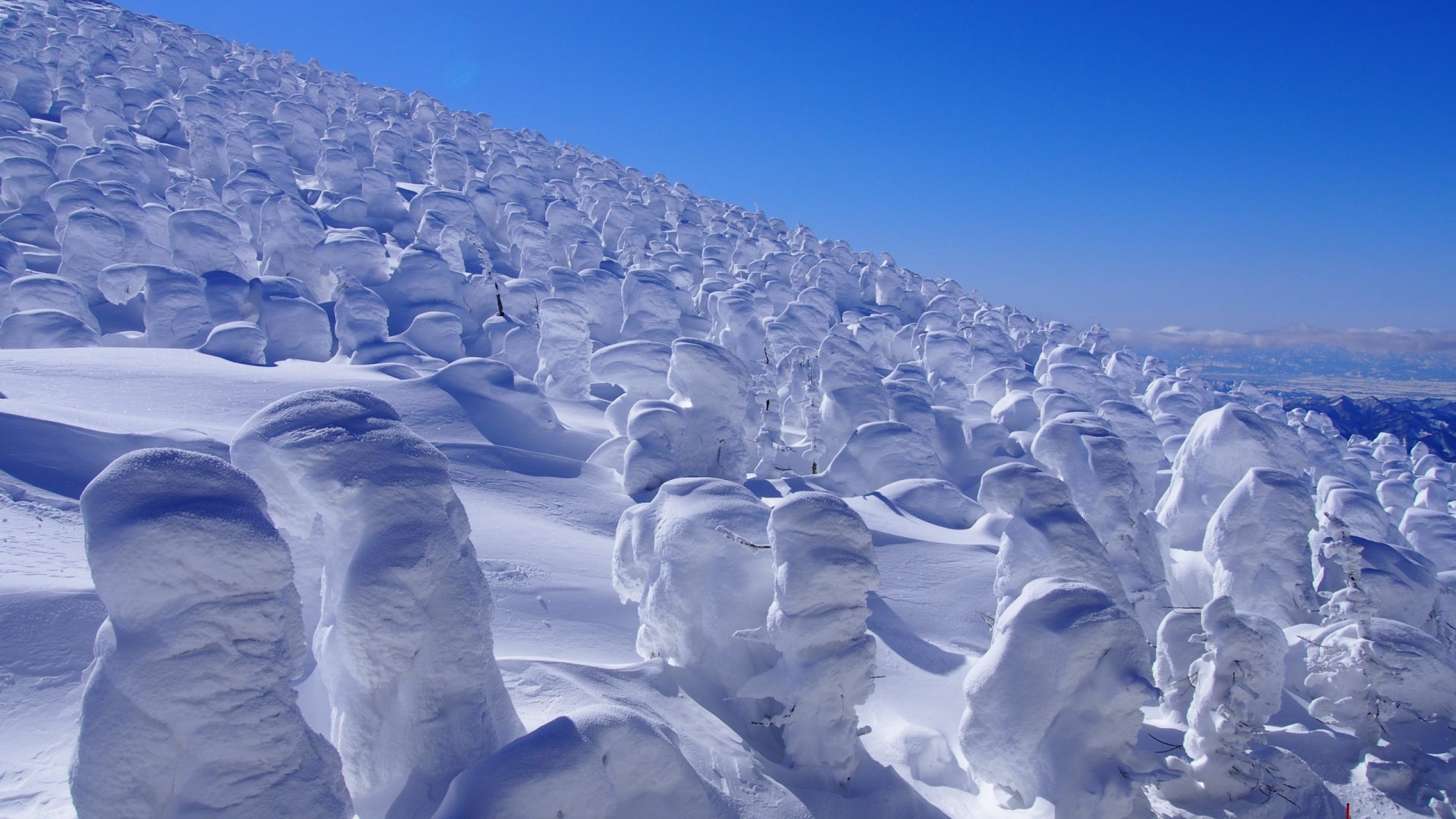 蔵王の樹氷