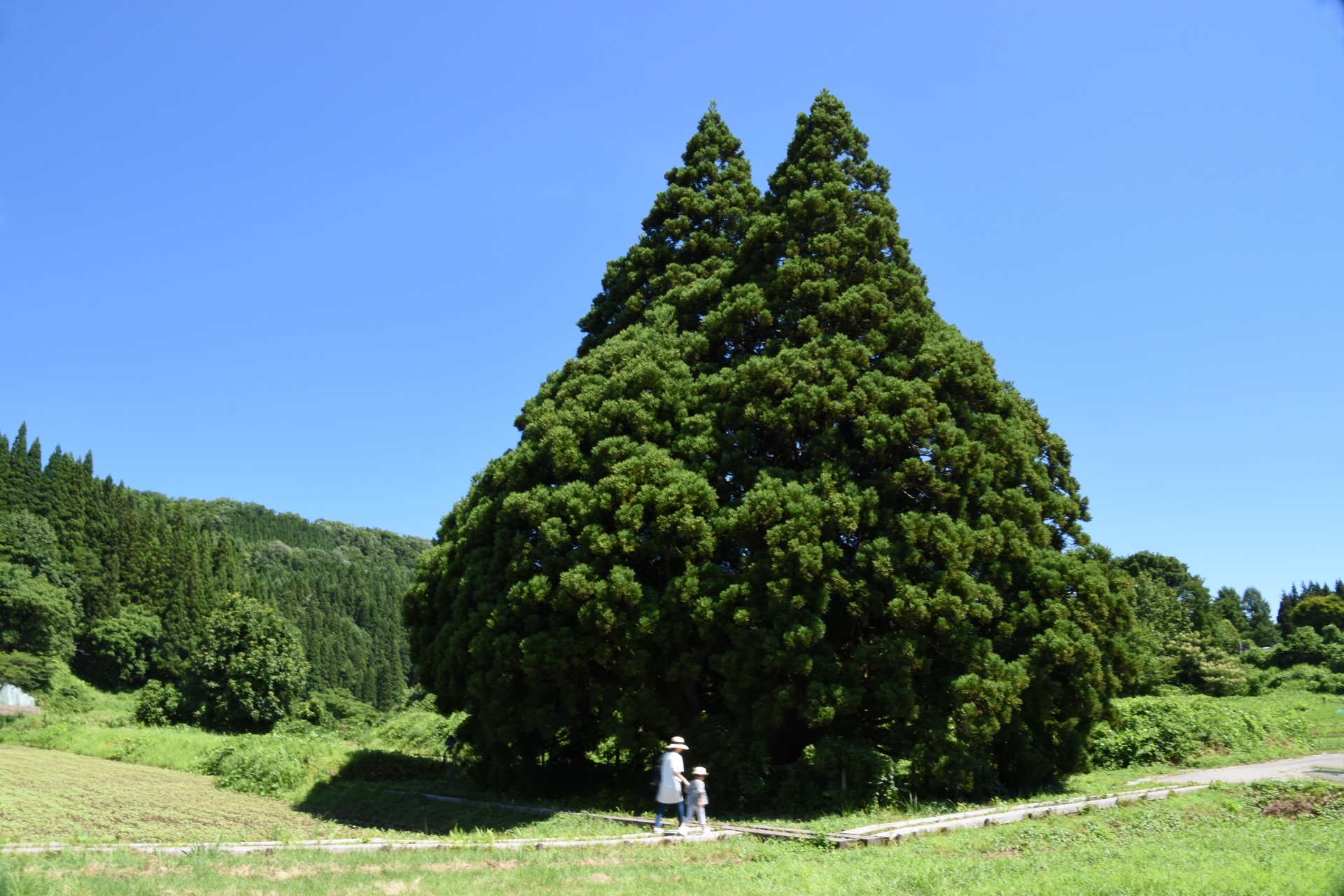 小杉の大杉