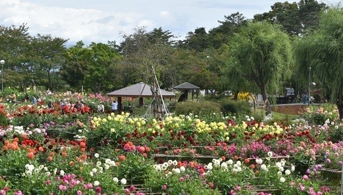 川西ダリヤ園