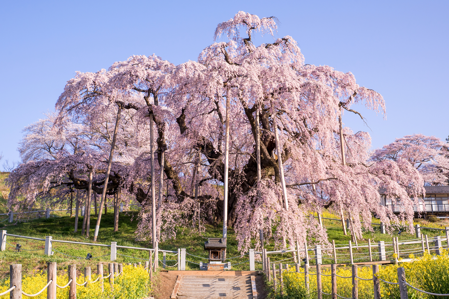 三春滝桜