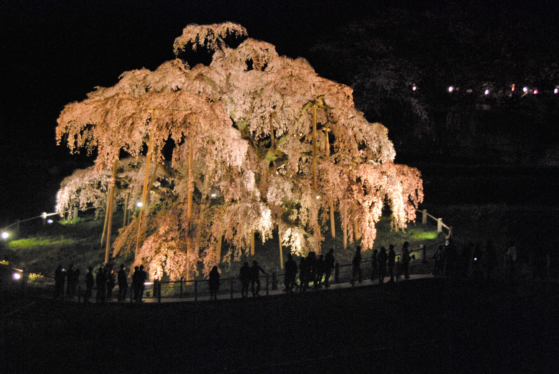 三春滝桜