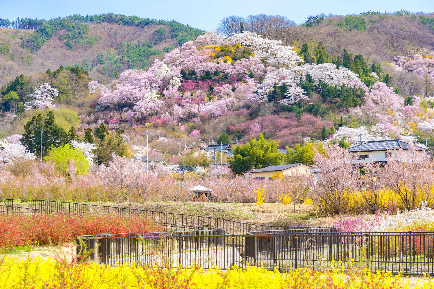 花見山公園