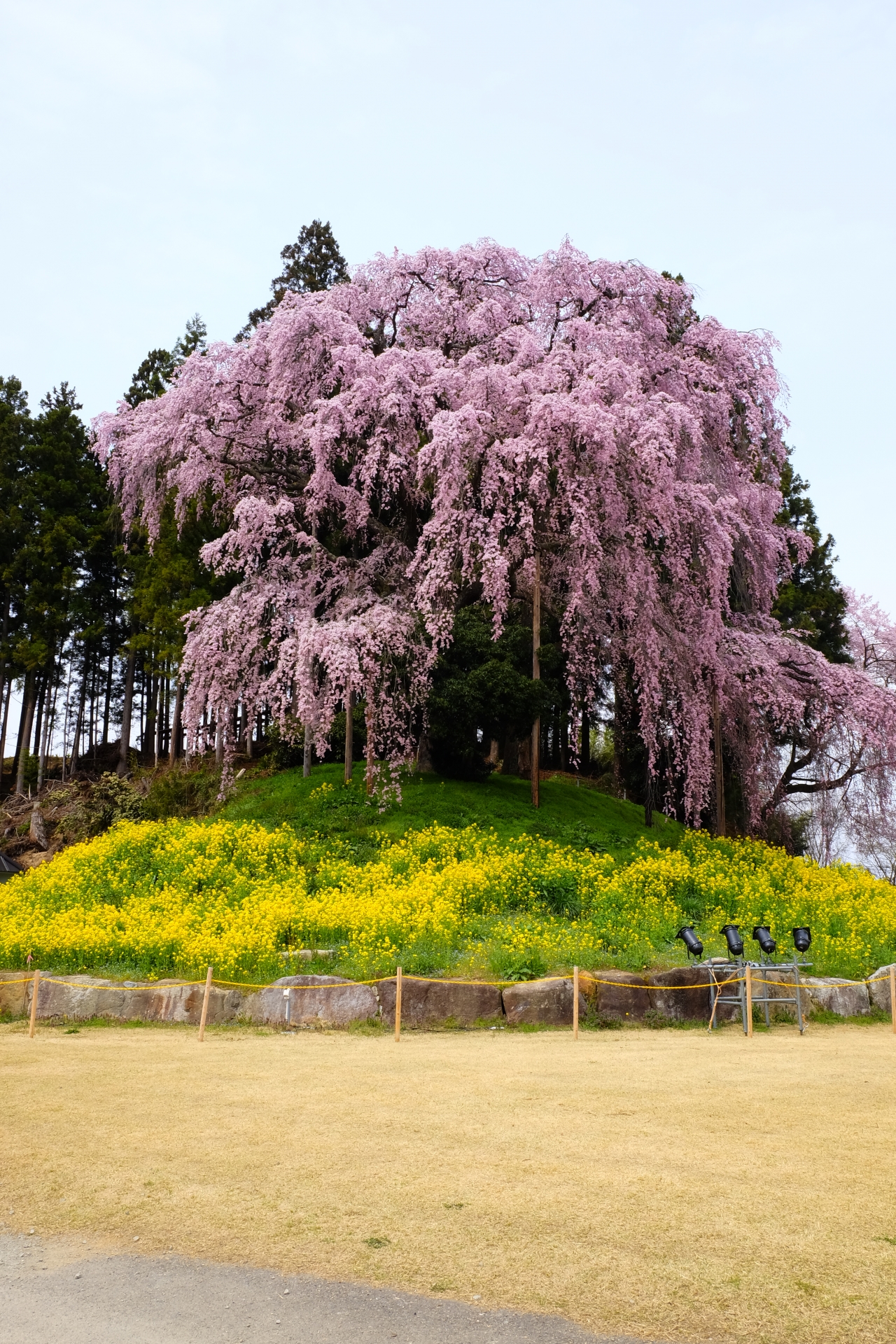 合戦場のしだれ桜