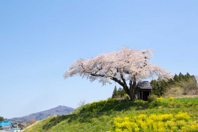 小沢の桜