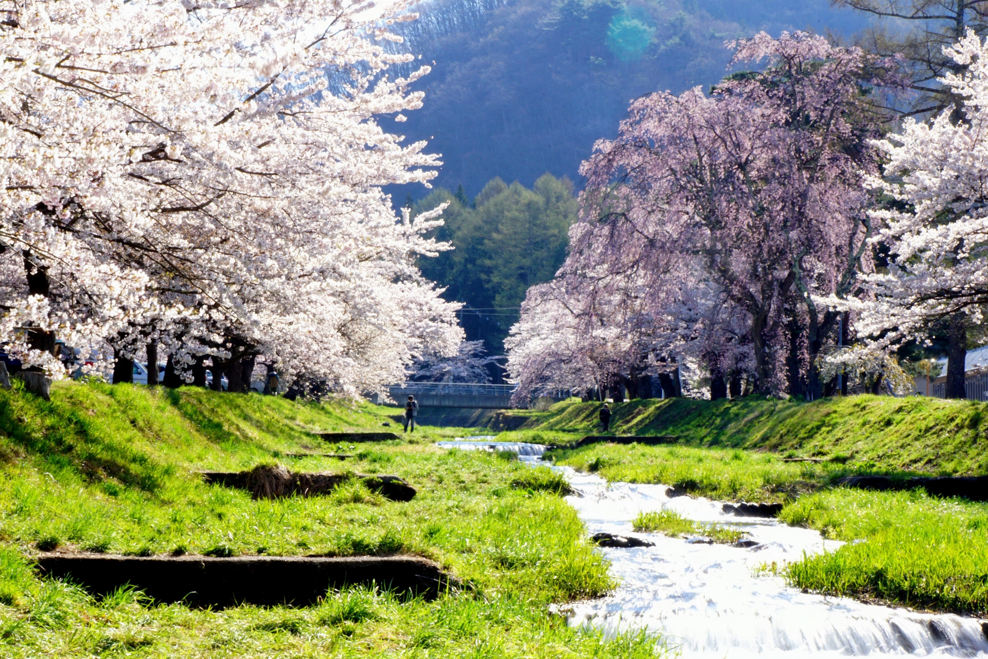 観音寺川