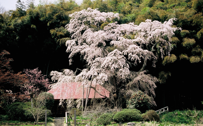 雪村庵