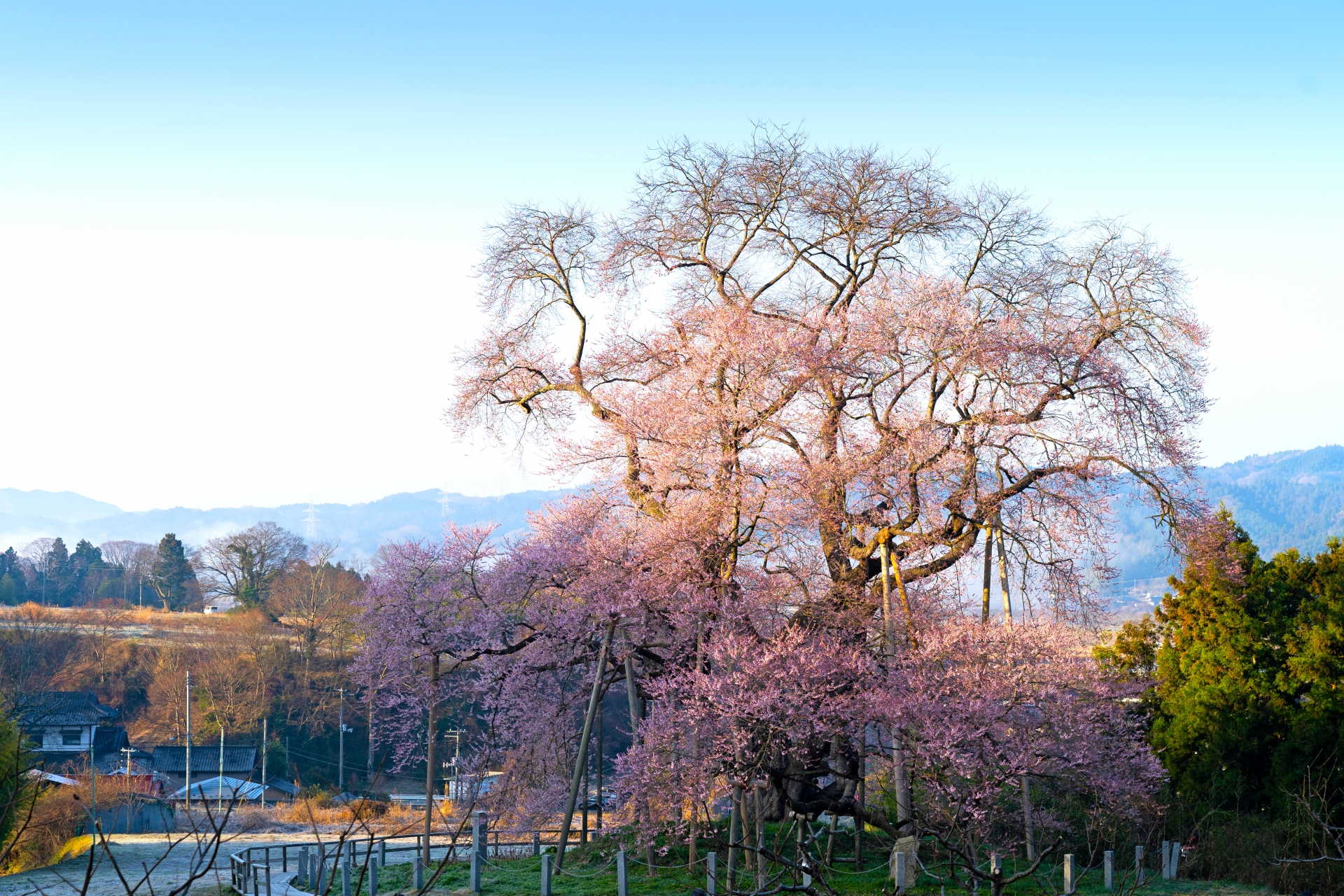 戸津辺の桜