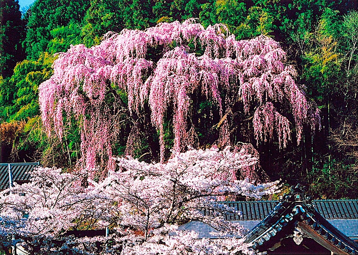 福聚寺