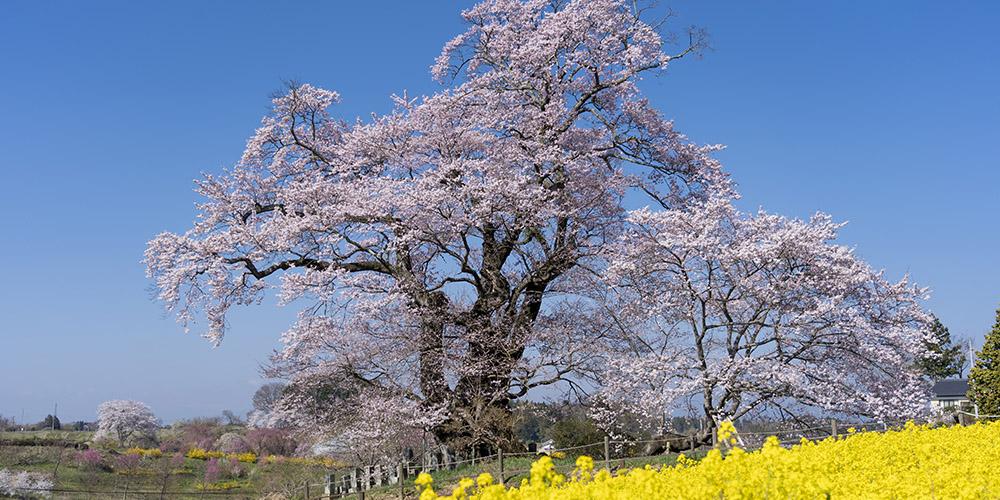 塩ノ崎の大桜