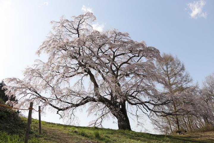 五斗蒔田桜