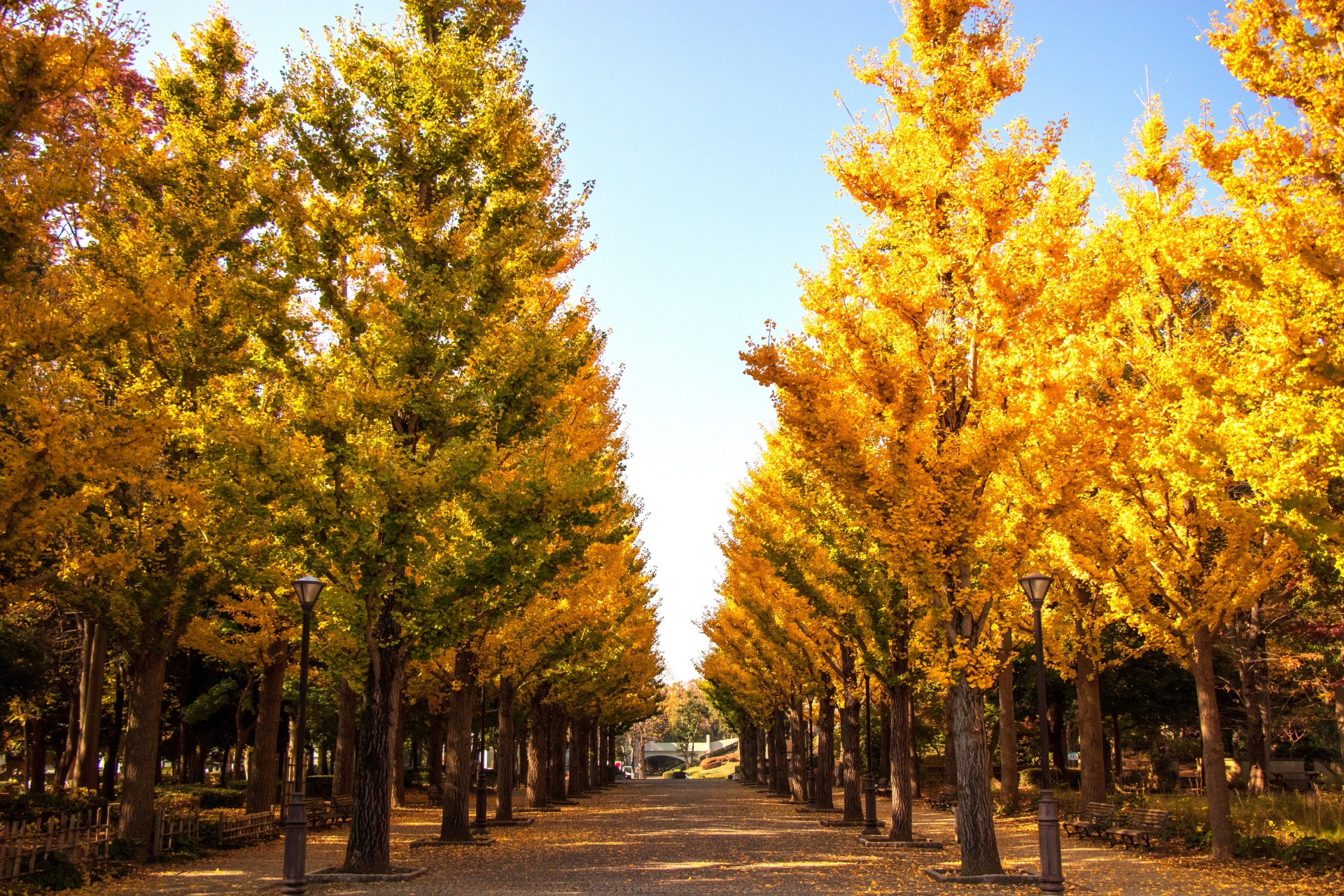 洞峰公園