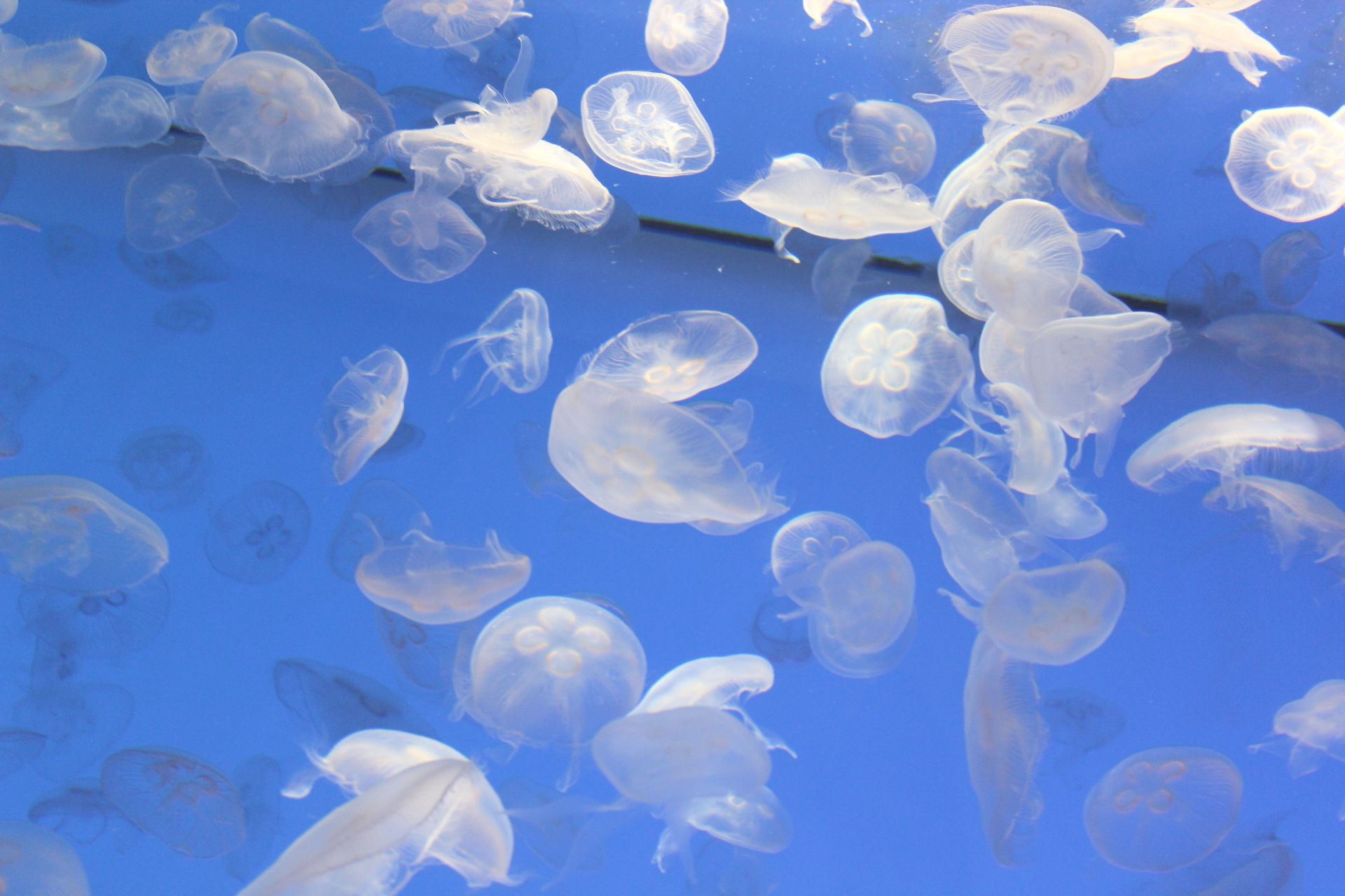 アクアワールド茨城県大洗水族館