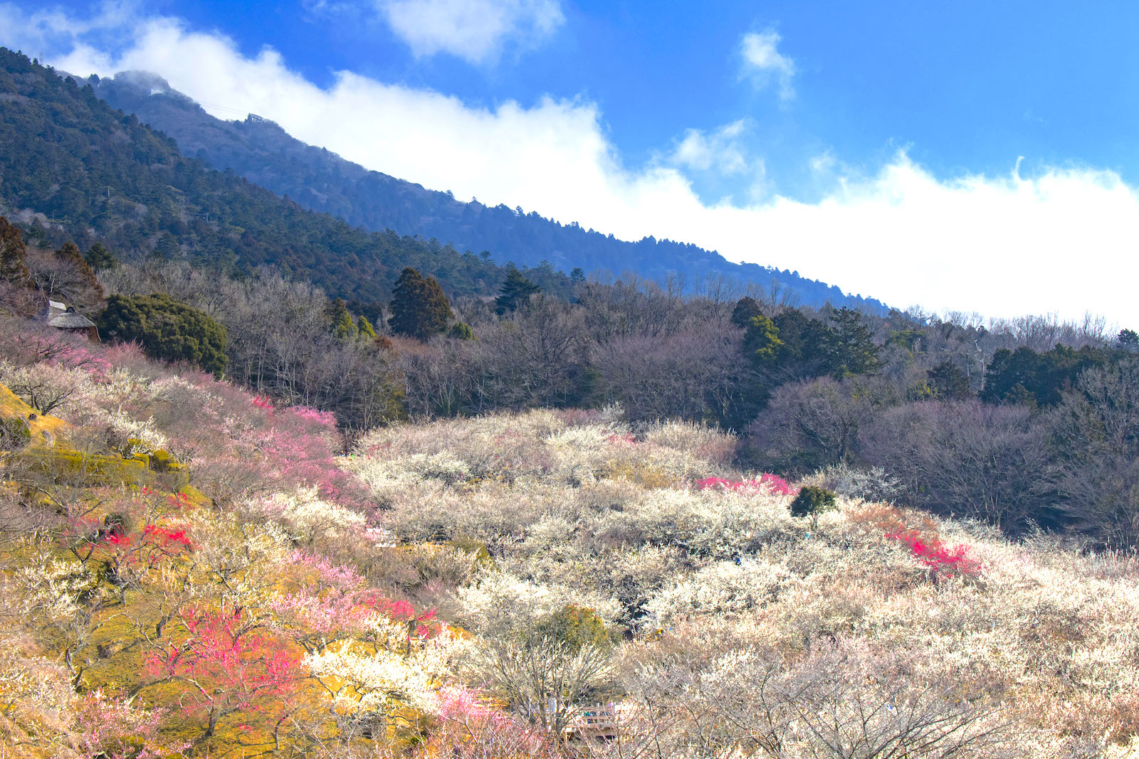 筑波山梅林