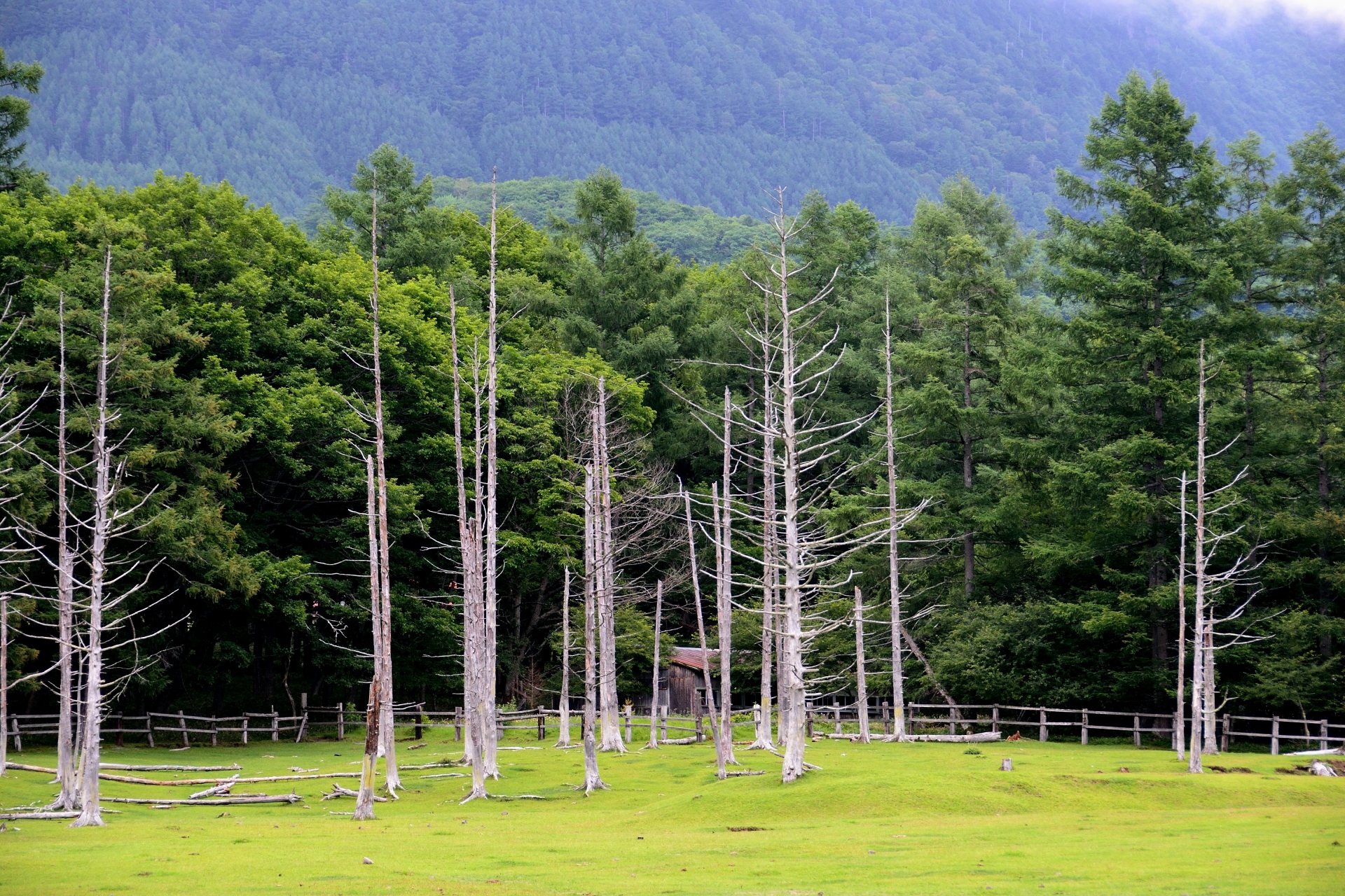 光徳牧場