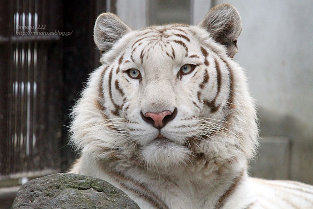 宇都宮動物園