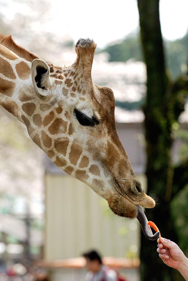 宇都宮動物園