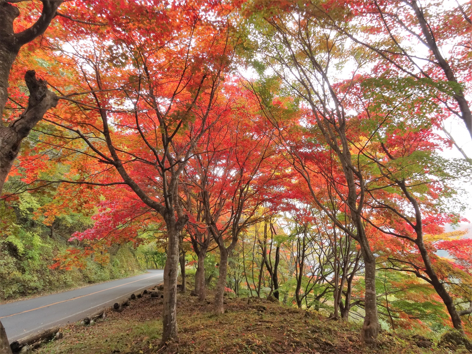 日塩もみじライン