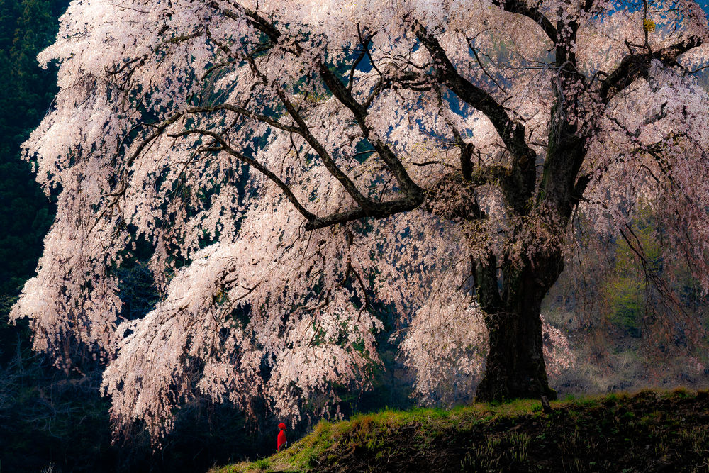 上発知のしだれ桜