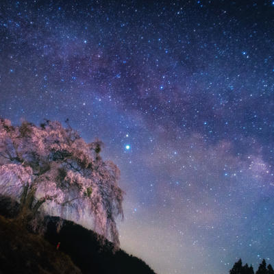 上発知のしだれ桜