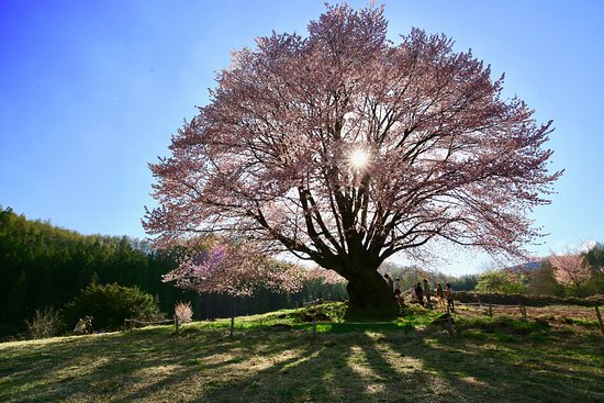 天王桜